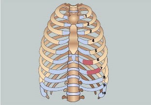 3. กระดูกซี่โครงอ่อน (Rib Cartilage)