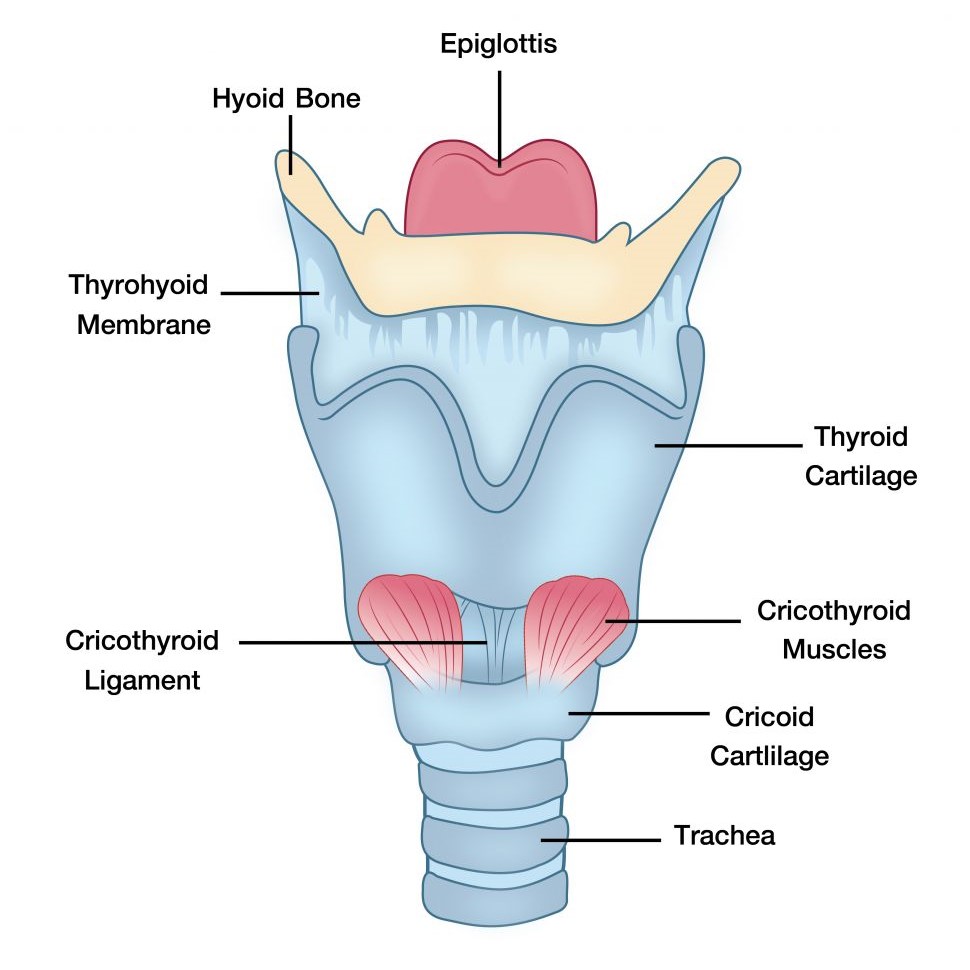 larynx_anatomy