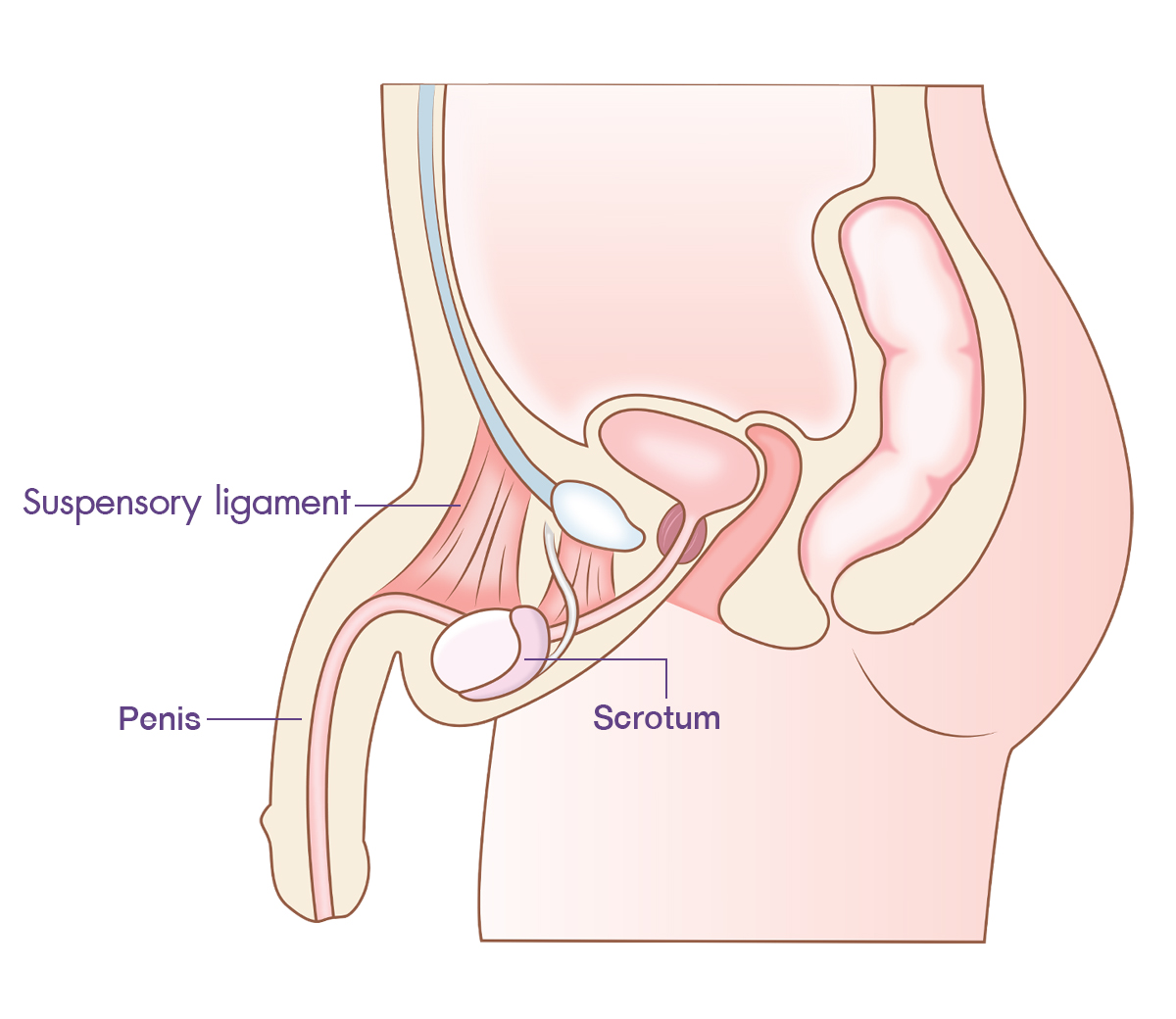 penile_suspensory_ligament