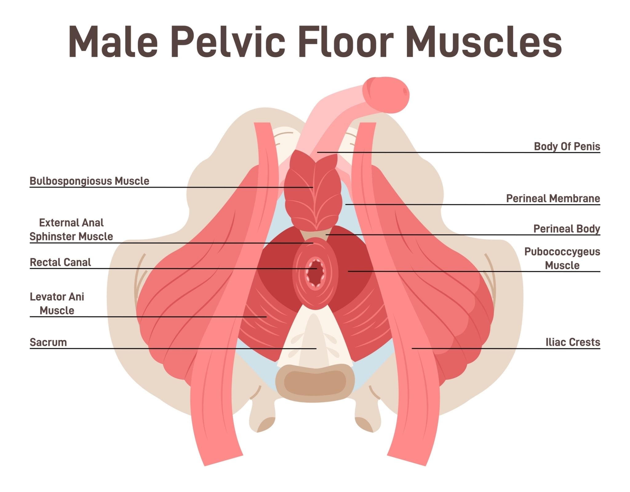 male_pelvic_floor_muscles