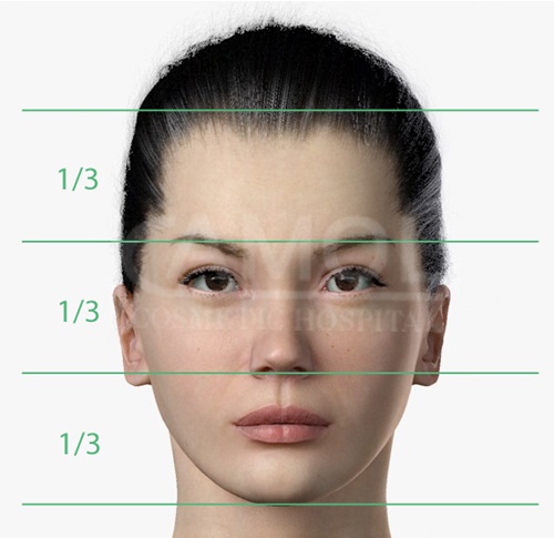 The_face_proportions_divided_by_horizontal_and_vertical_lines