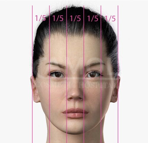 The_face_proportions_divided_by_horizontal_and_vertical_lines