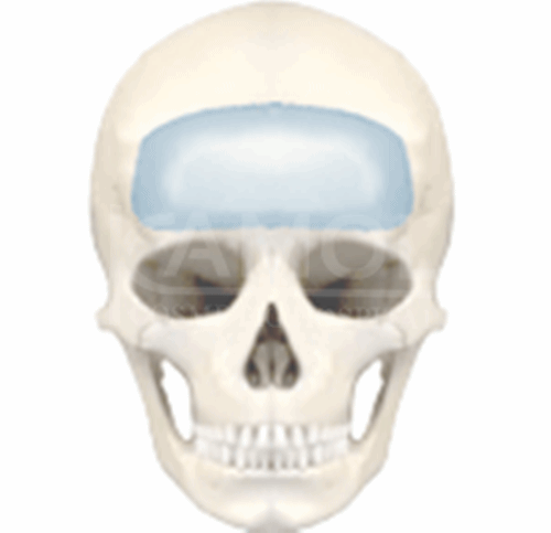 The_Upper_Part_of_Facial_Surgery