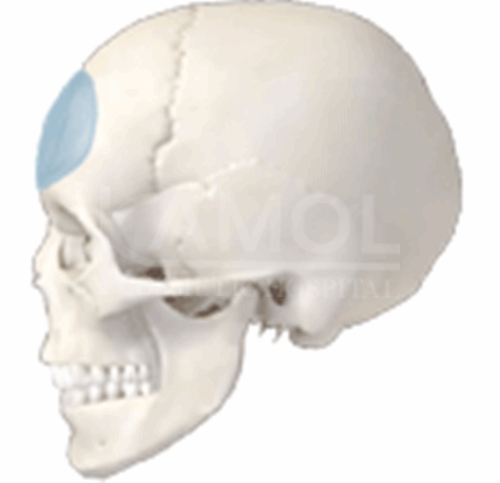 The_Upper_Part_of_Facial_Surgery