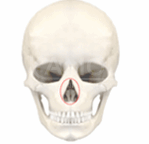 The_Middle_Part_of_Facial_Surgery