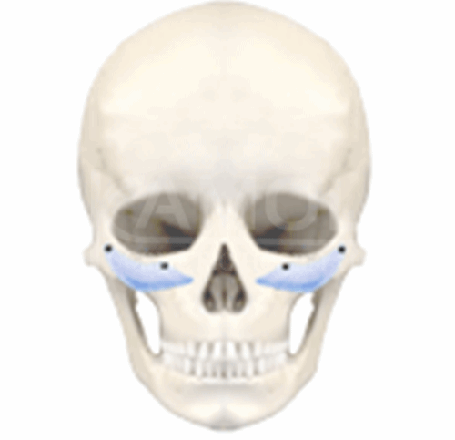 The_Middle_Part_of_Facial_Surgery