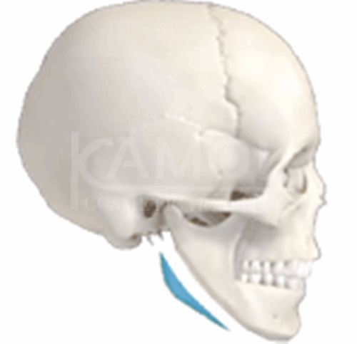 The_Middle_Part_of_Facial_Surgery