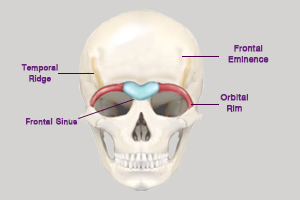 Shows the detail of frontal bone in Male.