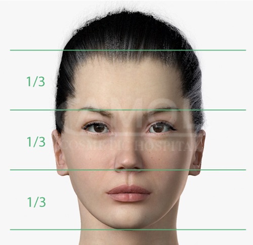 le proporzioni del viso divise per linee orizzontali e verticali
