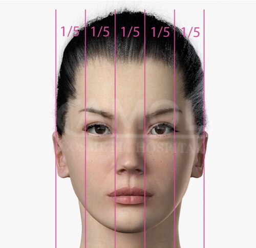 le proporzioni del viso divise per linee orizzontali e verticali