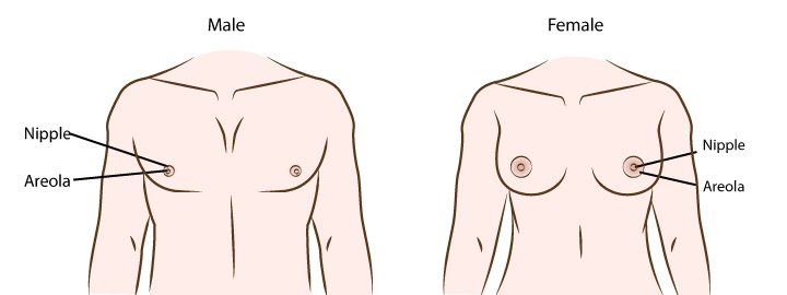 Shows the positioning and  size of a nipple in male and female