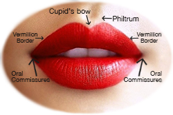 Shows the parts of the lips.