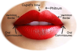 Parts_of_the_lips.