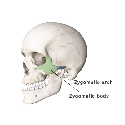 Anatomy of zygomatic bone