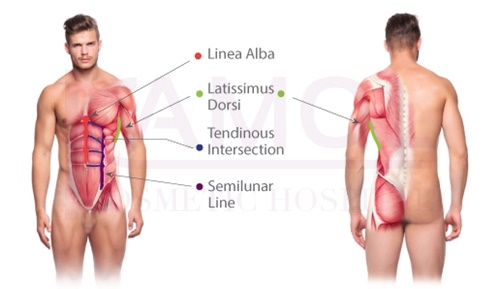 Male_muscles_anatomy