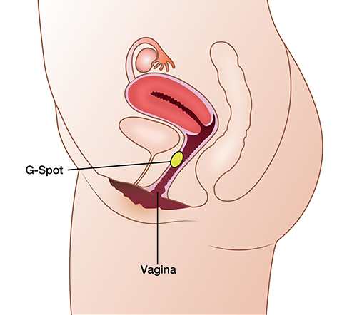G Spot Enhancement Cosmetic Plastic Surgery Aesthetic Surgeons Bangkok Thailand