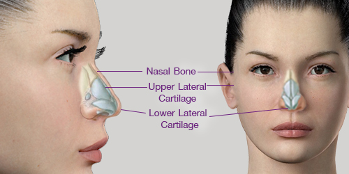 Shows anatomy of the nose